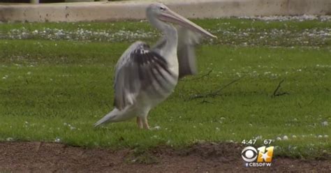 Violent Hail Storm Kills Exotic Birds At Fort Worth Zoo In Texas Cbs News