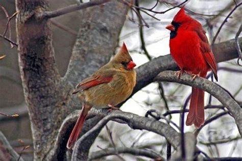 A Picture Of Male And Female Cardinal In The Winter In Indiana Bird