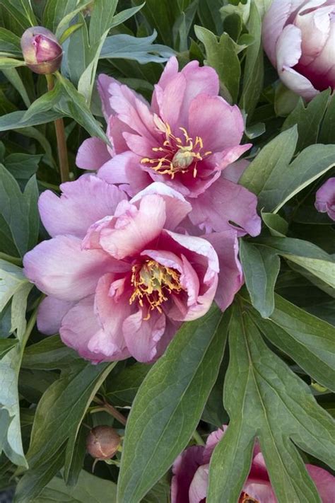 15 Beautiful Types Of Purple Peony Varieties