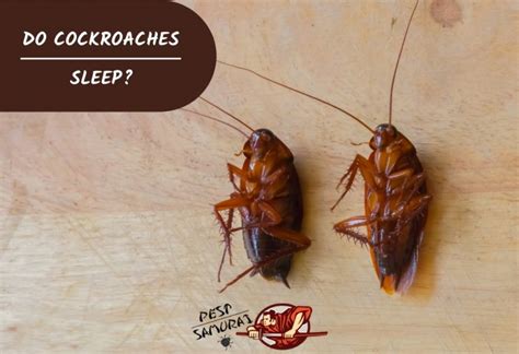 Do Cockroaches Sleep Surprising Facts And Explanations Pest Samurai