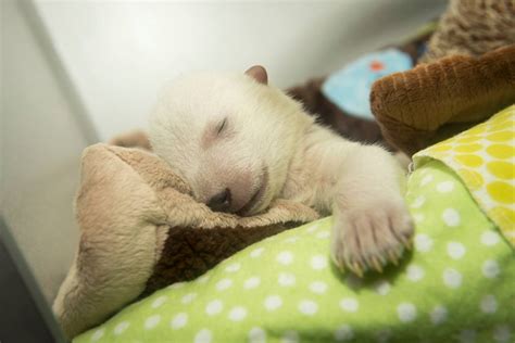 This Adorable Polar Bear Cub Sleeping Is All Of Us In The Morning