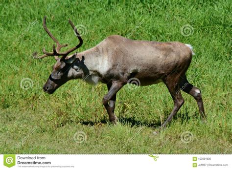 Woodland Caribou In Motion Stock Photo Image Of Species 103564600