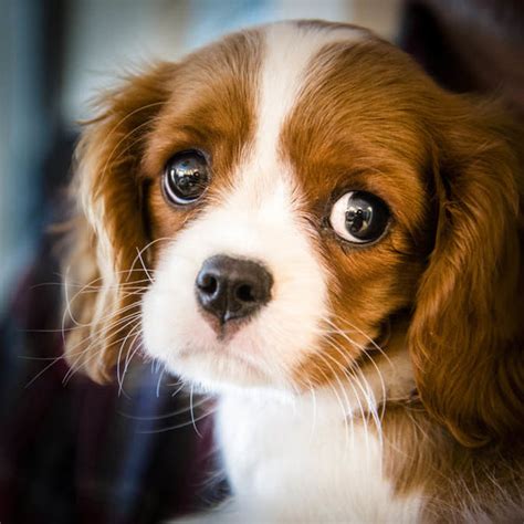 Cute Puppy Pictures The Science Behind Why Little Puppies