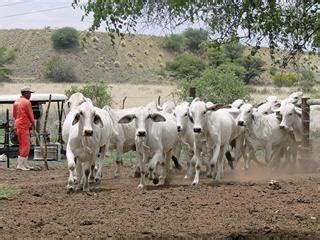 Browse cattle, or place a free ad today on horseclicks.com. Loriza Brahman: where excellence is a given | Farmer's Weekly