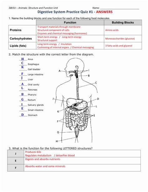 Human Digestive System Worksheet