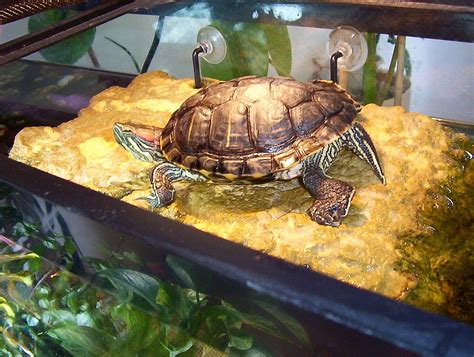 The 12 Coolest Pet Turtle Habitats With Photos