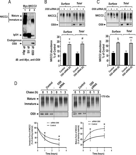 Os9 Protein Interacts With Na K 2cl Co Transporter Nkcc2 And Targets