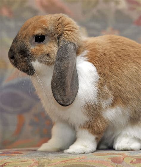 Pet Rabbit Breeds Anna Blog