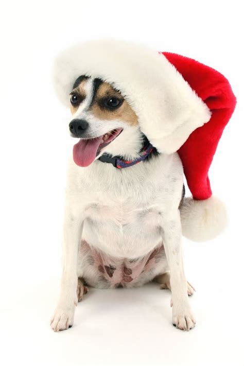Adorable Little Dog In Santa Hat Stock Image Image Of Adorable