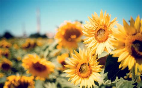 Cute Field Flowers Happy Nature Photography Summer Sun Sunflower