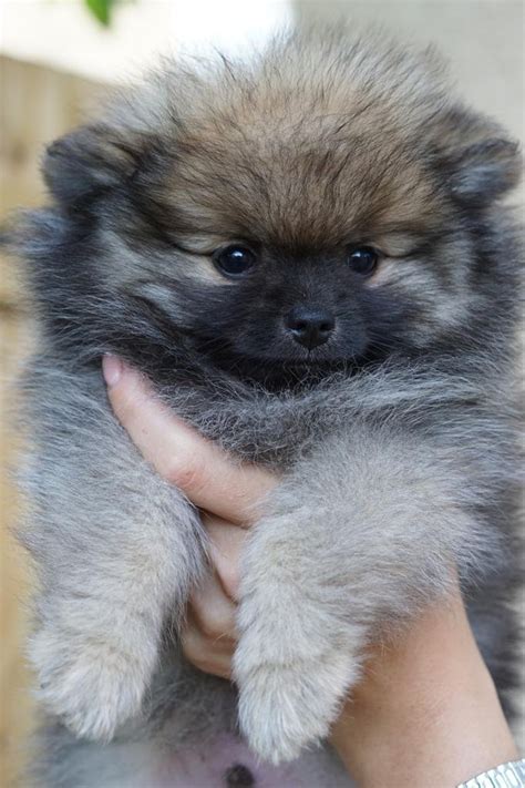 Teddy Bear Dog Breeds 20 Adorable Pups With Pictures