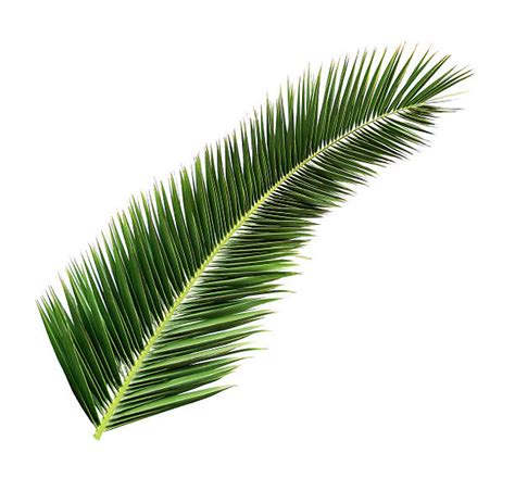 Date Palm Branches Pack Of 4 Fresh Cut Cokesbury