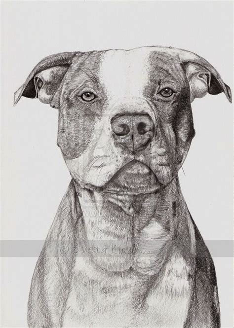 Ideas De Perros Arte Del Perro Dibujos De Pitbull Dibujos De Perros