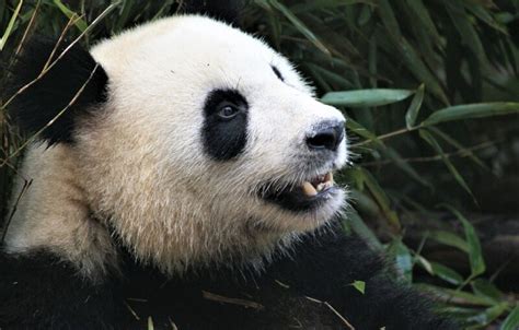 Introducir 80 Images Cómo Respira El Oso Panda Viaterramx