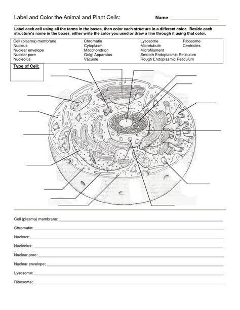 Animal Cell Labeling Worksheet