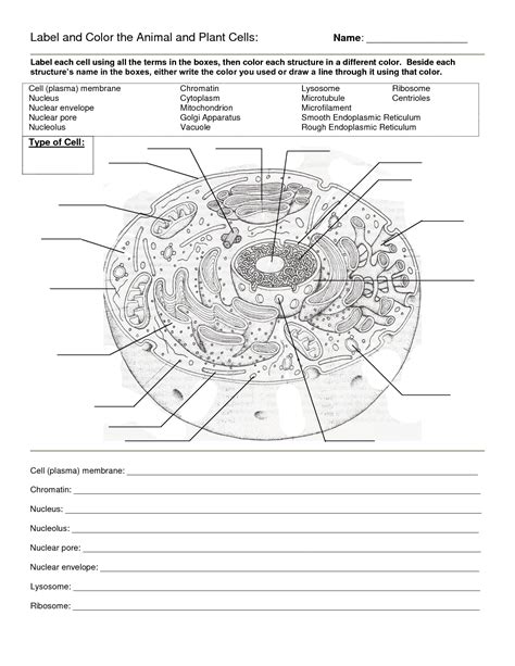 Plant cell labeling worksheet answers. Animal Cell Blank Animal Cell Coloring Packet Animal Cell ...