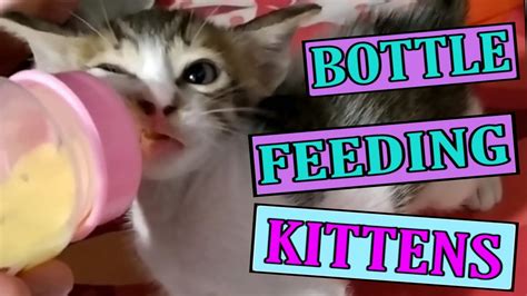 At times, a kitten's diet needs to be supplemented with or switched to a milk substitute designed watch or gently feel the kitten's throat to ensure they are suckling and swallowing. Kitten Playing | Bottle feeding kittens - YouTube