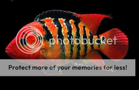 Amphilophus Festae Cichlid Fish Forum