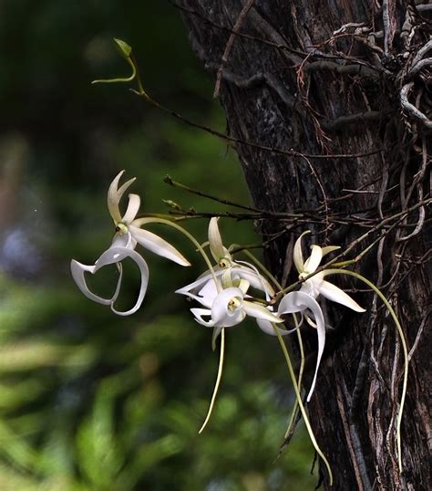 See The Rare Super Ghost Orchid At Corkscrew Swamp Sanctuary