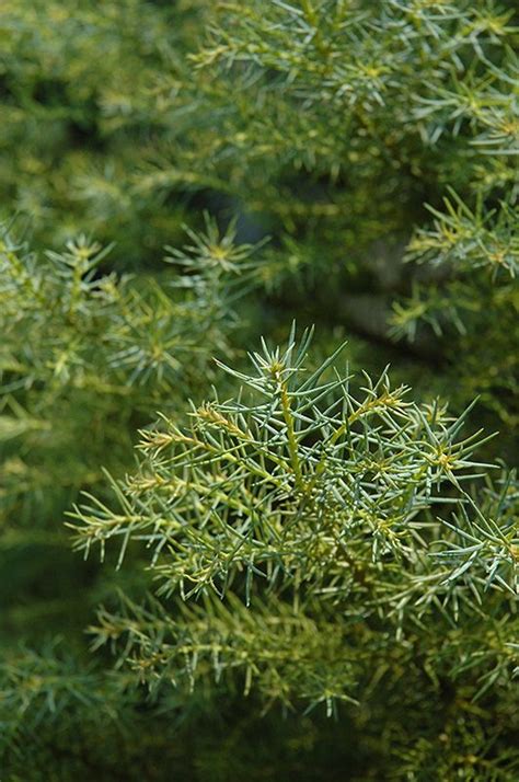 Click To View Full Size Photo Of Golden Elegans Japanese Cedar