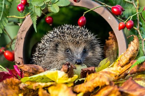 14 Steps For Protecting British Hedgehogs Uk