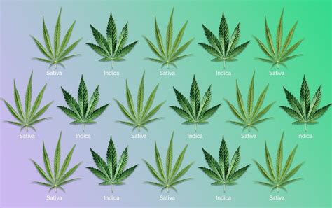 Sativa Vs Indica Vs Hybrid Cannabis Whats The Difference
