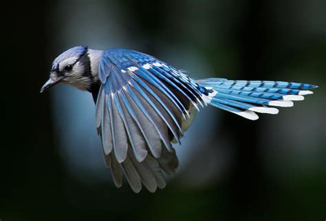 Image Result For Jay In Flight Pretty Birds Love Birds Beautiful