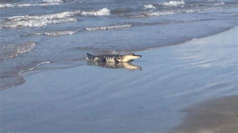 Alligator Spotted In Water At Surfside Beach