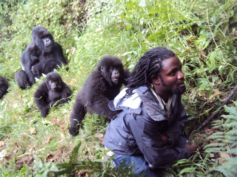 Gorilla Safaris Uganda And Rwanda Tours Gorilla Trek Africa Adventure Uganda Safaris