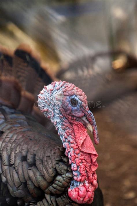 Close Up Of A Male Eastern Wild Turkey Meleagris Gallopavo Stock Photo