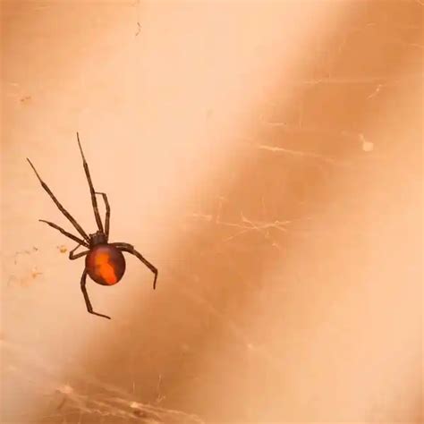 Redback Spider Bites Essential First Aid Tips To Keep You Safe