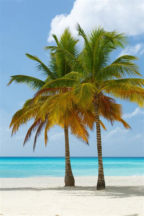 Palm Trees On The Beach Free Stock Photo Public Domain Pictures