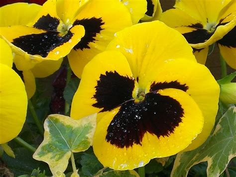 Yellow Pansies Free Stock Photos Rgbstock Free Stock Images