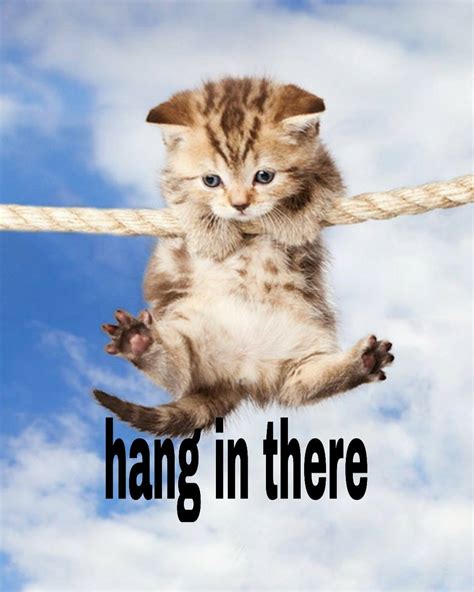 Hang In There Cats Animals Hanging
