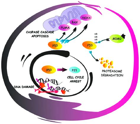 p53 pathway a simplified representation of the apoptotic signaling download scientific diagram