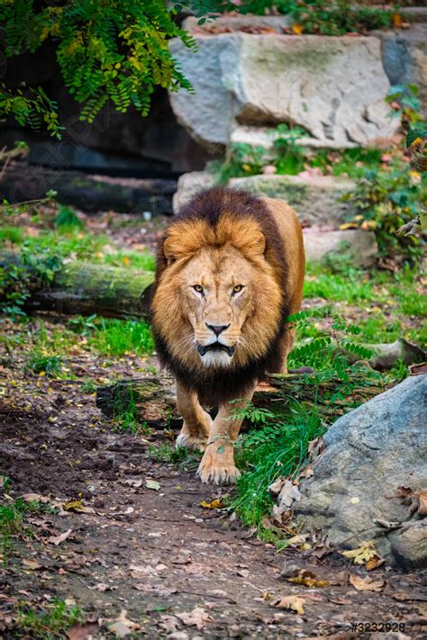 Lion In Jungle Forest In Nature Stock Photo 3232928 Crushpixel