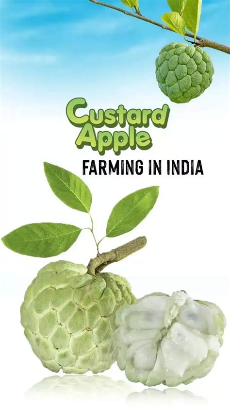 Custard Apple Farming In India Sitaphal Cultivation
