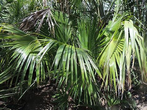 Trachycarpus Latisectus Palms For California