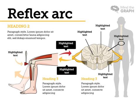 Reflex Arc Anatomy