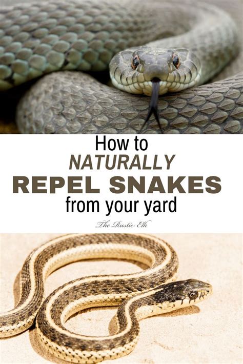 How To Naturally Repel Snakes Snake Repellant Snake Repellant Plants