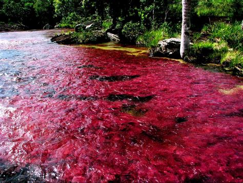 Curiosidades Del Mundo Río Caño Cristales O Río De Los Cinco Colores