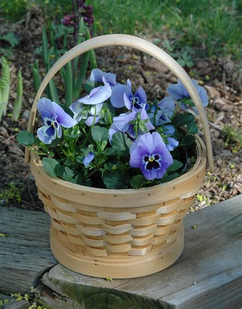 Pansies I Planted In A Basket Plants Container Gardening Pansies