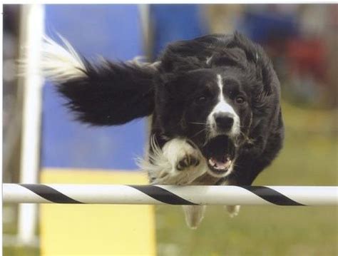 12 Border Collies Totally Defying The Laws Of Physics Collie Border