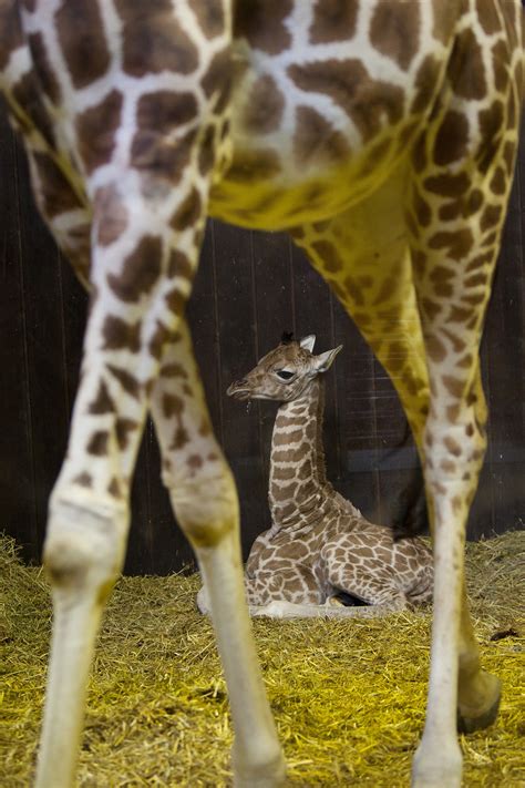 Newborn Giraffe Debuts At Madrid Zoo