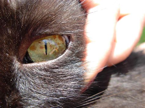 Cat Has Eye Spots And They Worry Me Cat Forum