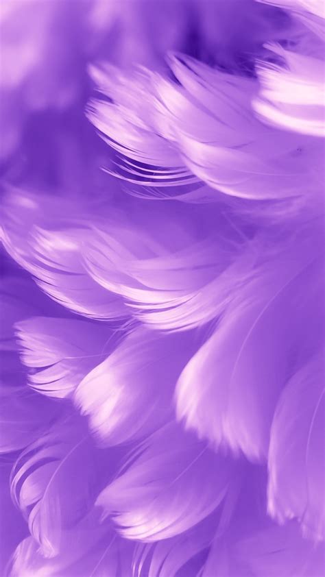 Purple Feathers Wallpapers Top Free Purple Feathers Backgrounds