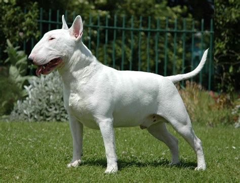 A White Dog Standing On Top Of A Lush Green Field