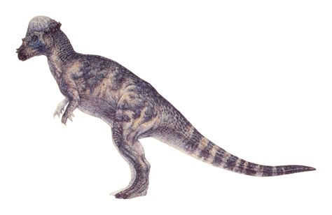 Pachycephalosaurus Wyomingensis Jn Jurassic Pedia