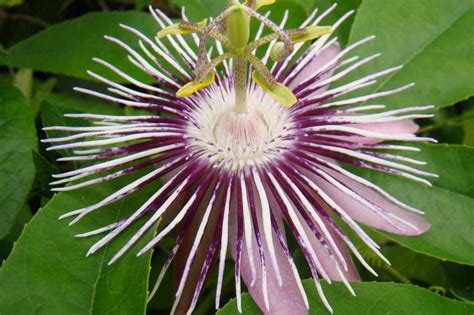 Passionate For Passionflowers Hgtv