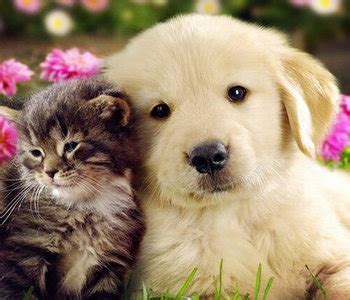 Hond en kat samen tekening. Kitten Kleurplaat Hond En Kat - Verrassingspakket voor de ...